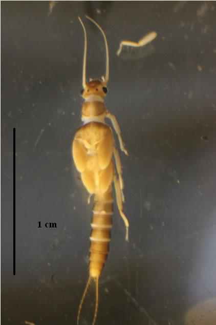 sallfly